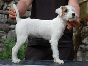 El braco De la roche turpin